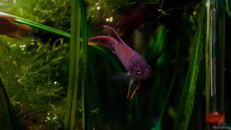 Fein, perfekt temperiert! von Pete (26)