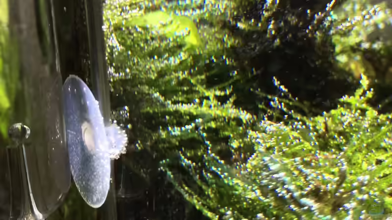 Fein von Ayahuasca (133)