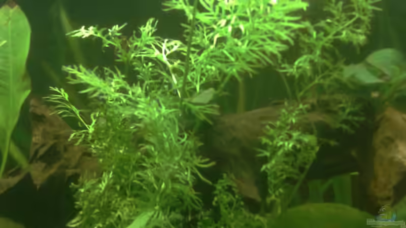 Ceratopteris thalictroides im Aquarium pflegen (Einrichtungsbeispiele für Feinblättriger Hornfarn)