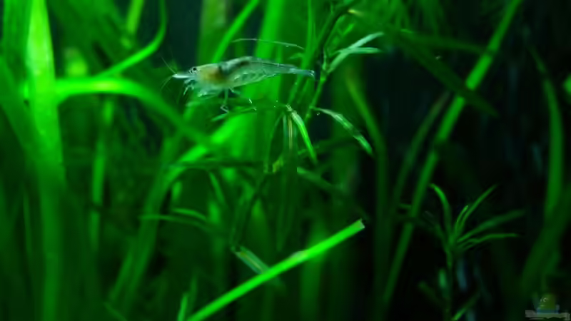 Feine Pflanzen wie Nixkraut, Hornkraut und Co wirken wunderbar in kleinen Becken von Denise83 (11)