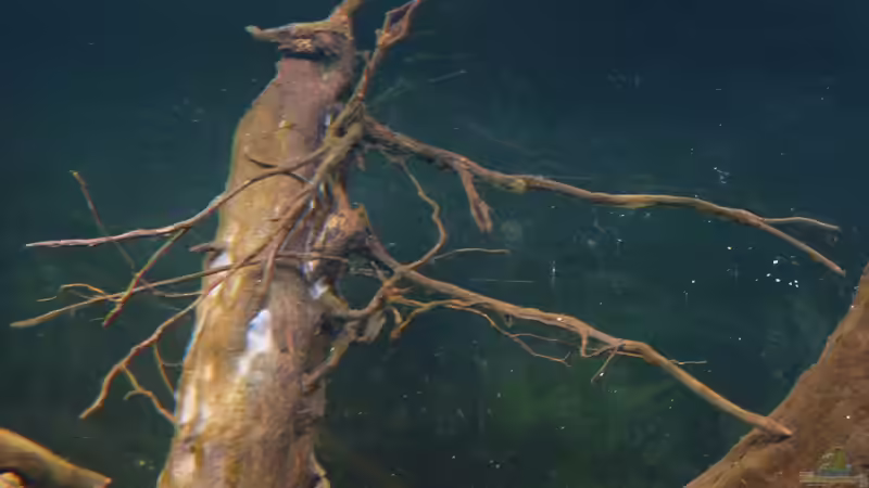 Feine Wurzelgestrüpp von lützkopf (42)