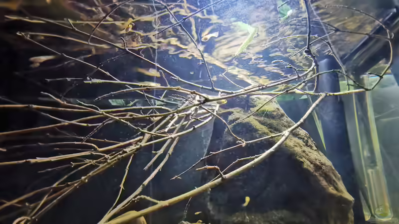 Feinfiedrige Erlenäste als Detailoptik von David Schneider Aquaristik (19)