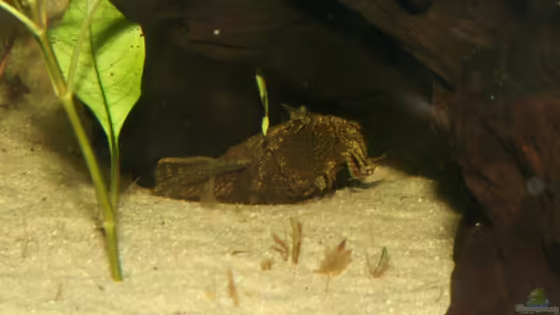 Feld-Wald-und-Wiesen-Ancistrus von Thorsten313 (9)