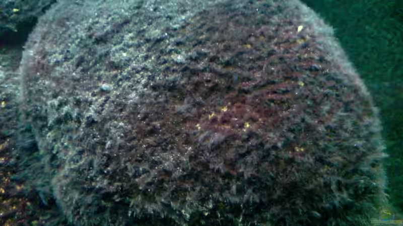 Feldstein nach 4 Jahren unter Wasser von timme (26)