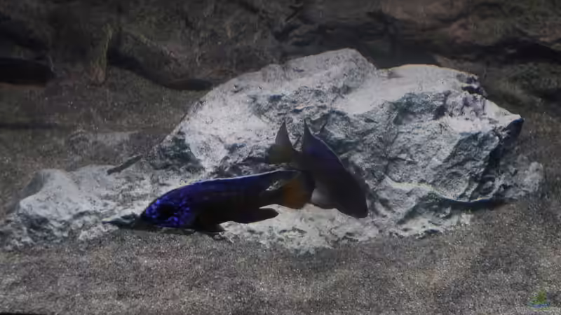 Fels in der Mitte von DER YBBSTALER (18)