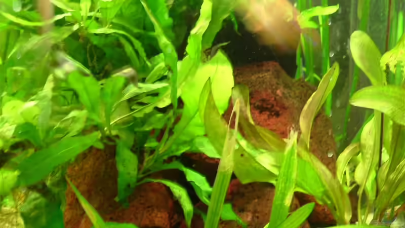 Fels mit Javafarn von Oliver Krell (2)