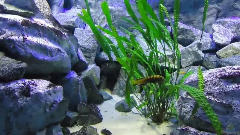 Felsaufbau links von Mbuna Mick (27)