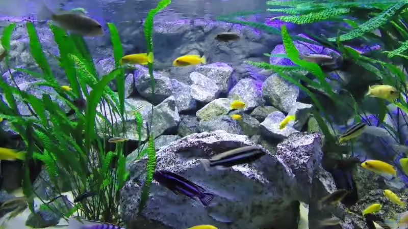 Felsaufbau mitte von Mbuna Mick (28)