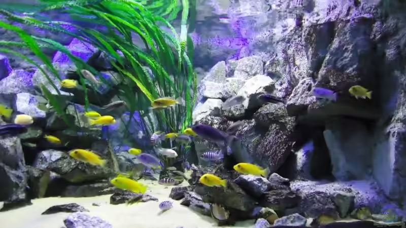 Felsaufbau rechts von Mbuna Mick (26)