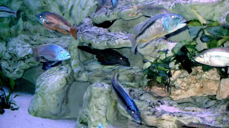 Felsaufbauten 3150L von Wolfgang Schlader (18)