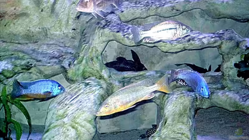 Felsaufbauten 3150L von Wolfgang Schlader (19)