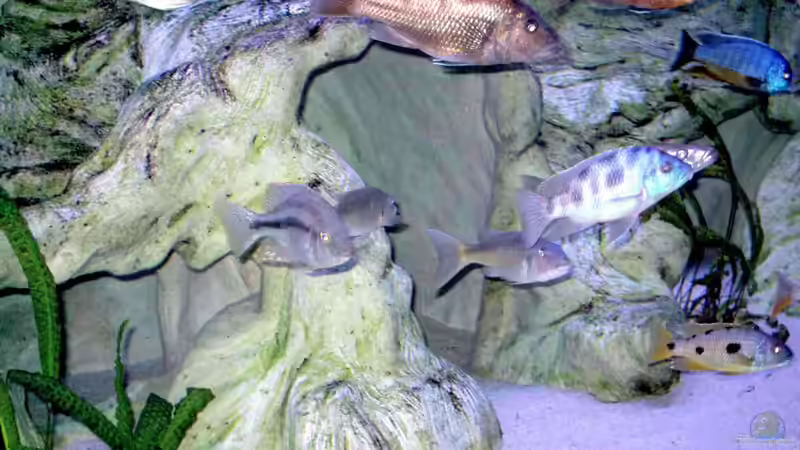 Felsaufbauten 3150L von Wolfgang Schlader (20)