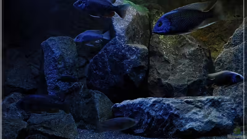 Felsen (1) von ***ELLIS*** (22)