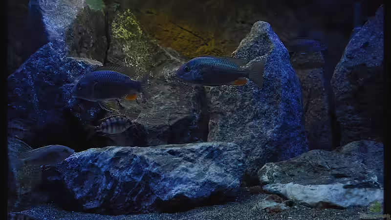 Felsen (2) von ***ELLIS*** (23)