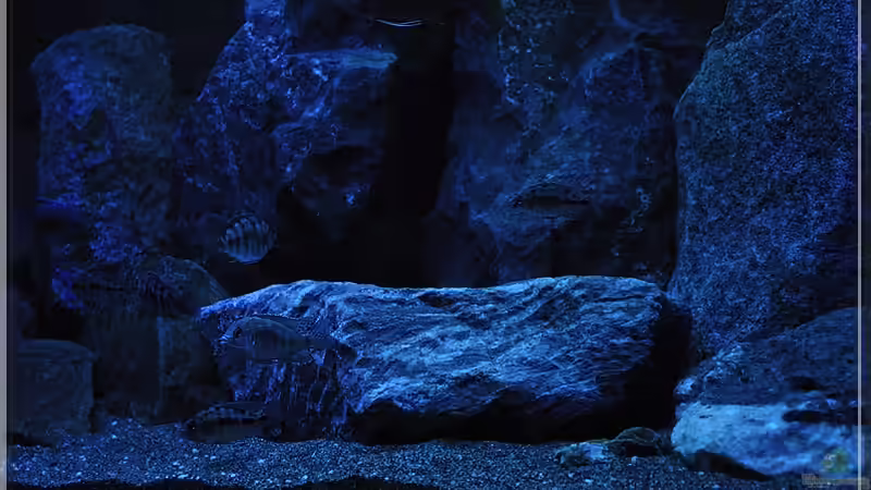 Felsen (4) von ***ELLIS*** (25)