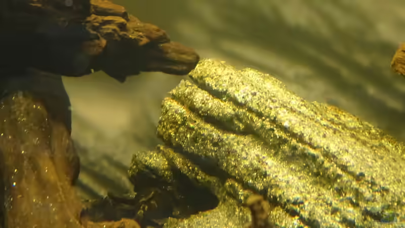 Felsen in und hinter dem Aquarium von Thorsten G. (13)