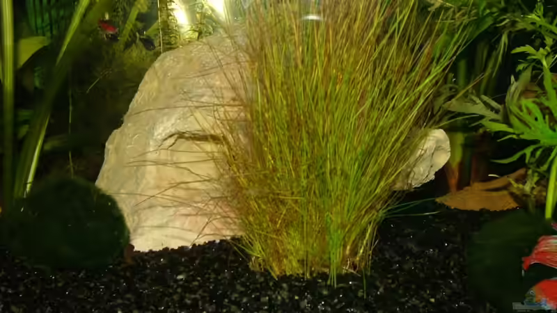 Felsen mit Durchschwimmmöglichkeiten von LoidlStef (5)