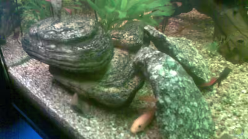 Felsen mit Granitsteinen von Max da Alu (2)