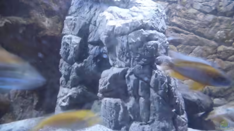 Felsen neu 1 von Noah (12)