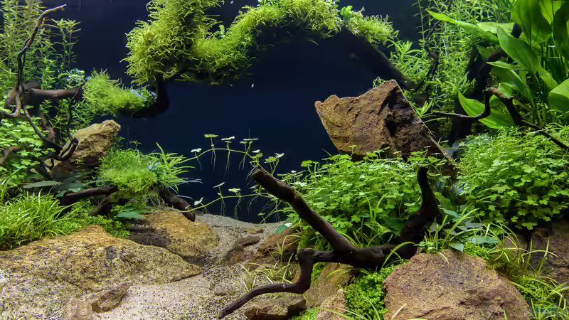 Felsen selbst gesammelt von JARB (33)