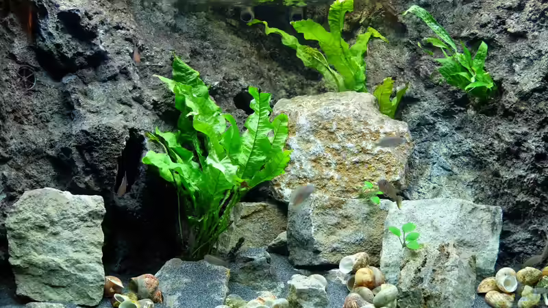 Felsen und Schneckenhäuser - Jan 2016 von Harald Götz (23)