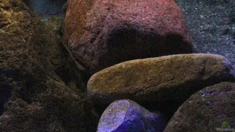 Felsenbereich rechts von Cruiser Bruno (6)