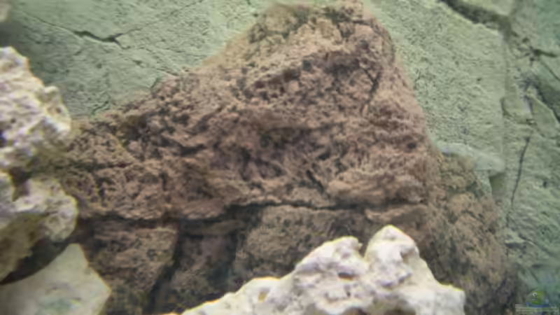 Felsenmodul von Back to Nature von Kai Verholen (3)