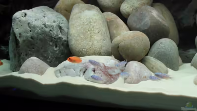 Felsenzone von Pille (2)