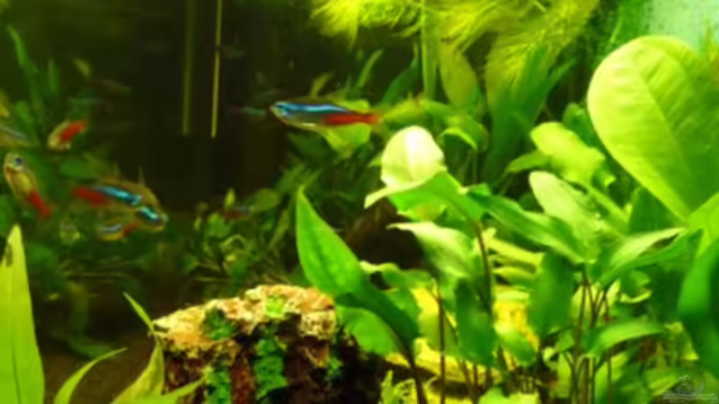 Felshöhle August 2010 von Noreia (17)