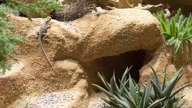 Felslandschaft am Boden von Hoppe-Terrarienbau (3)