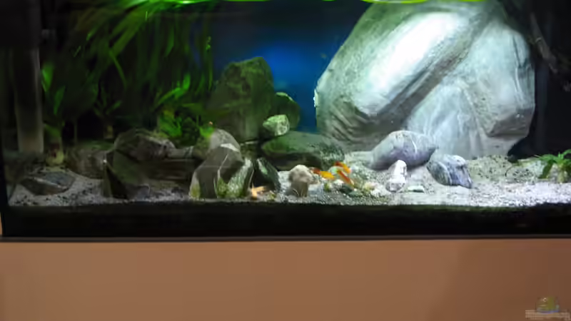 Felsmodul frisch im Becken, noch kahl und ohne Patina von der Theoretiker (59)