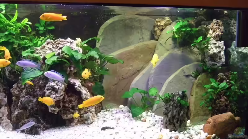 FelsplattenMärz2009 von Frank Seifarth (2)