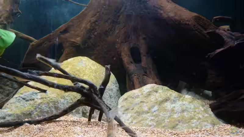 Felssteine, Geäst im Vordergrund, die Magrovenwurzel im Hintergrund *05.04.2013* von lützkopf (40)