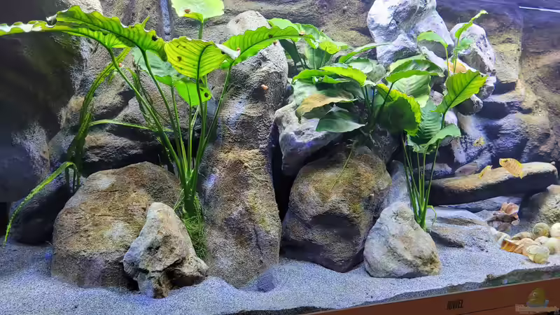 Felsüberhang eingebaut von Chris Heerwagen (76)