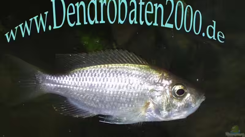 female-fire crest mit brut im mund von Michael Rückauf (8)