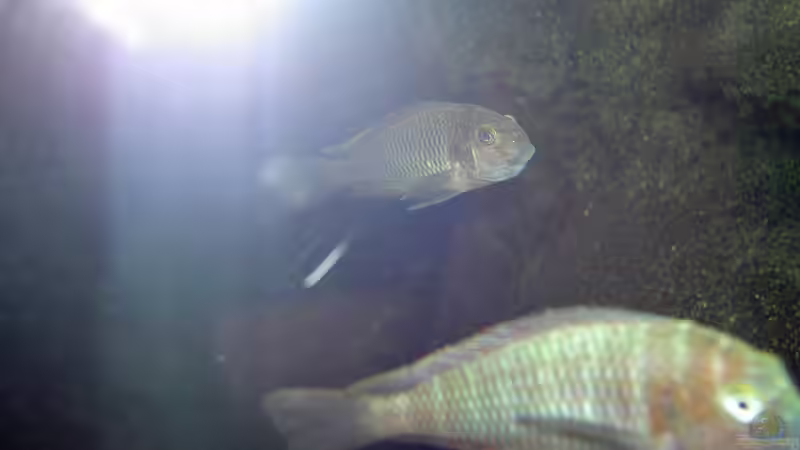 Female TROPHS von Martin Vajs (10)