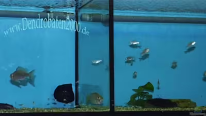 females-fire crest im seperatem becken mit jungbrut von Michael Rückauf (11)