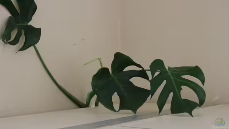 fensterblatt rechte Aq-Seite von AlexDhc (8)