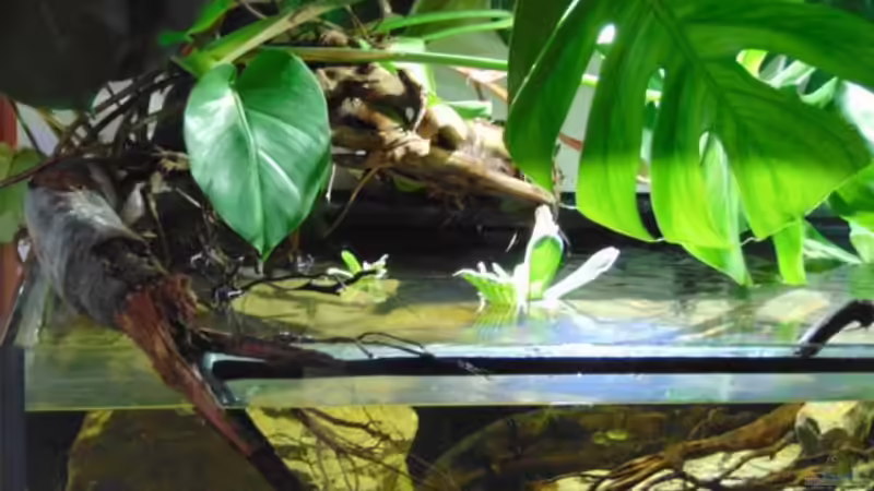 Fensterblatt und Muschelblumen von Markaroni (14)