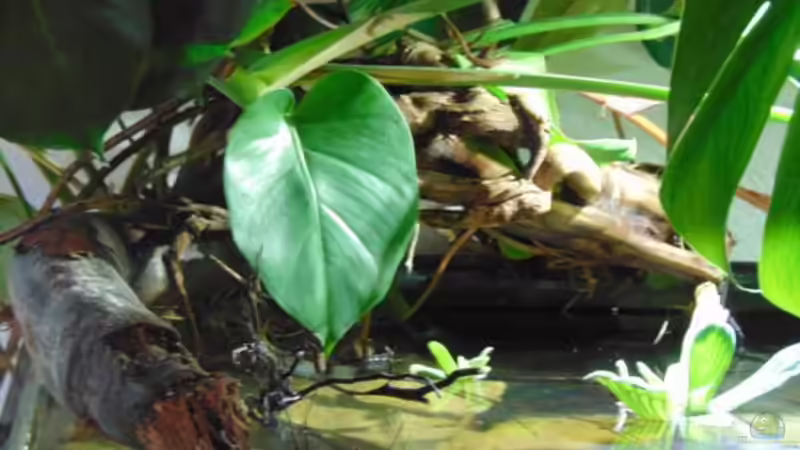 Fensterblatt und Muschelblumen von Markaroni (33)