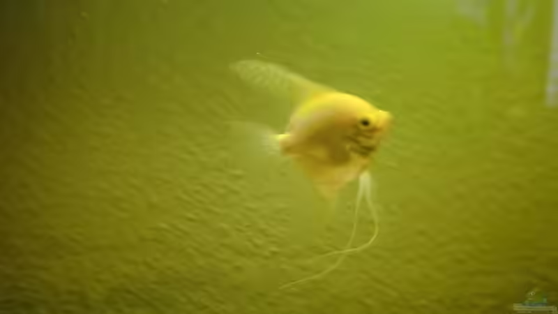 ferfressenner skallar von Michael Postweiler (2)