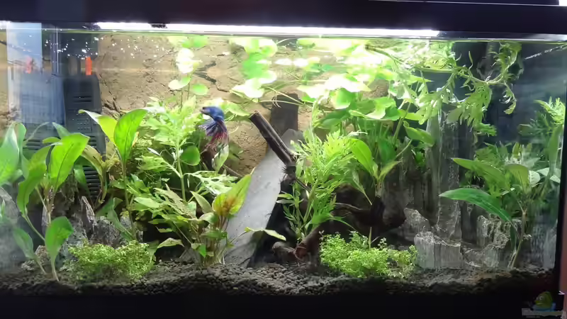 Fertig :) Fürs erste... von Große-Blubbel-Kleine-Blubbel (4)