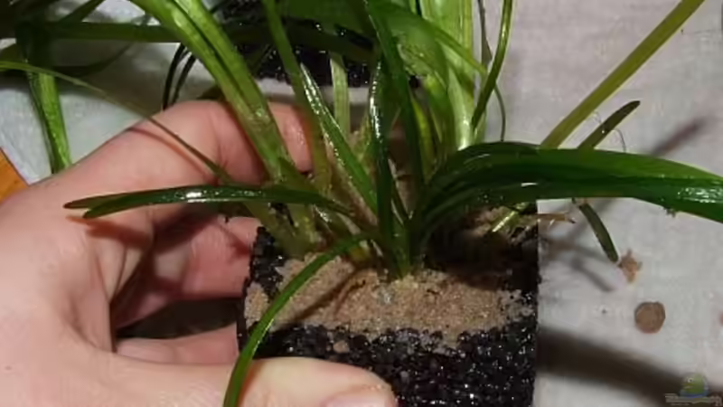 Fertig! Ab ins Becken damit.  von Denise83 (9)