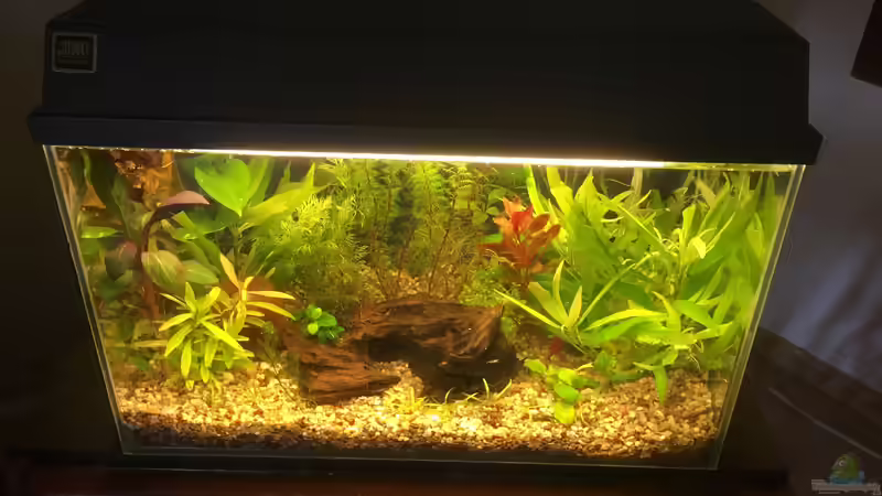 Fertig August 2018 von Ceylon (3)