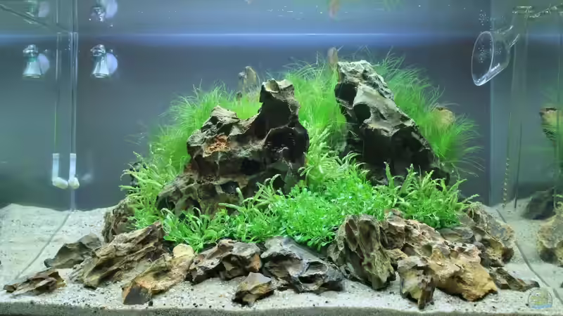 fertig bepflanzt von Arami Gurami (1)