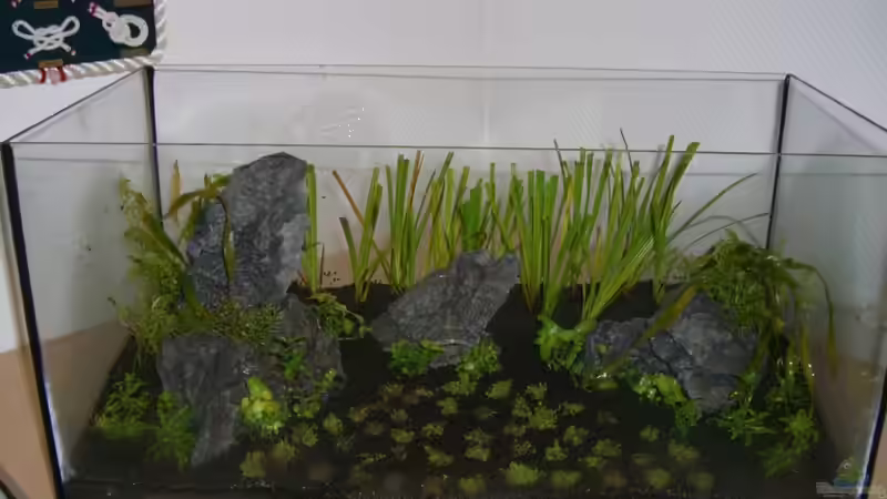 Fertig bepflanzt von marspi (2)