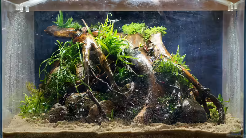 fertig bepflanzt von Micha... (4)