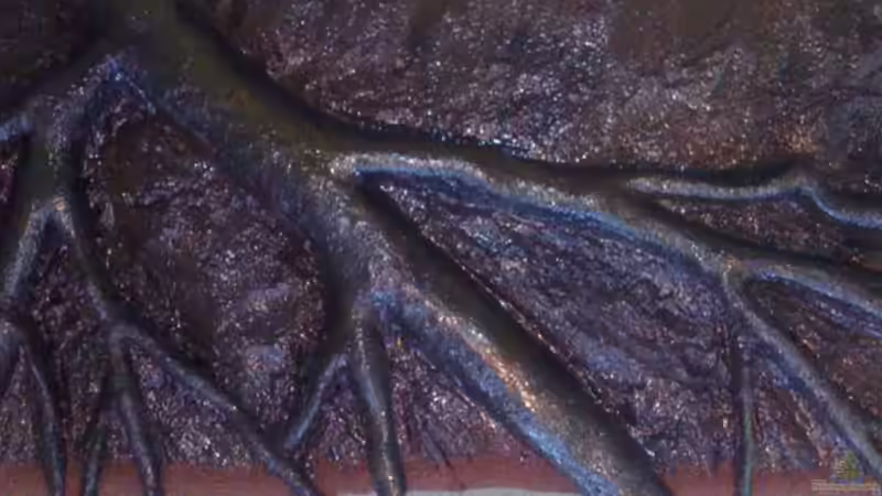 fertig (Bodengrundrand) komplett geharzt => jetzt wässern von Kai Stephanides (11)