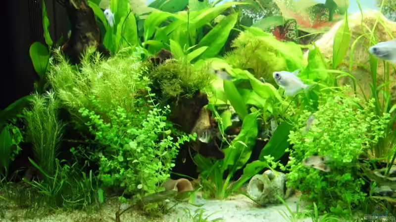 fertig die Frontale von Fireman (4)