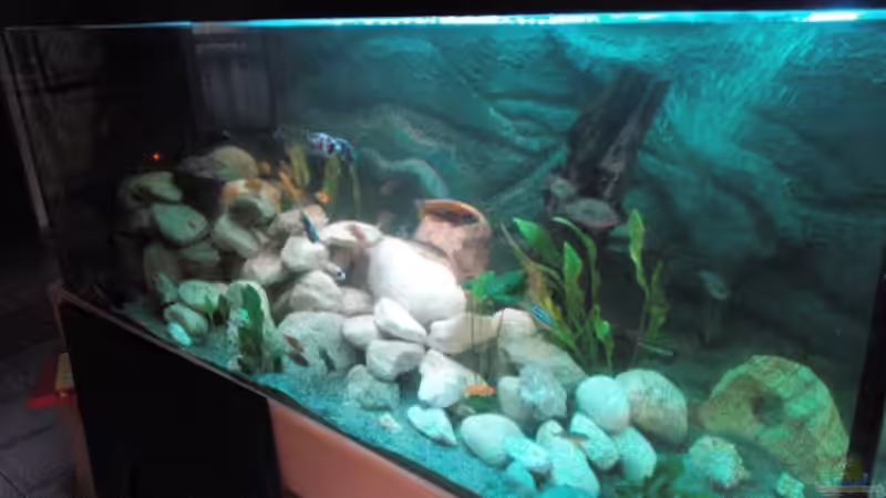 Fertig Eingerichtet, wie man noch sehen kann, die 3D Effekte an der Rückwand, wie von Marcel Wagner (9)